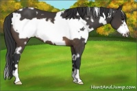 Horse Color:White Spotted Buckskin Frame 