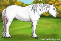 Horse Color:Brown Roan Appaloosa