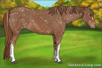 Horse Color:Chestnut Snowflake Varnish 