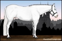 Horse Color:White Spotted Silver Buckskin Roan Pearl Splash Appaloosa 