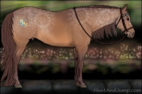 Horse Color:Chocolate Buckskin 