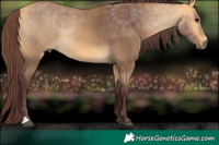 Horse Color:Chocolate Buckskin 
