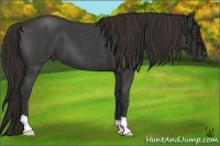 Horse Color:Liver Red Roan 