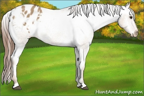 Horse Color:Red Dun Appaloosa 