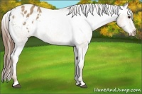 Horse Color:Red Dun Appaloosa 