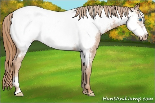 Horse Color:Chestnut Frame Appaloosa 
