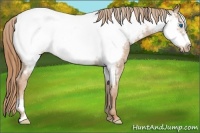 Horse Color:Chestnut Frame Appaloosa 