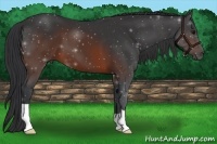 Horse Color:Brown 