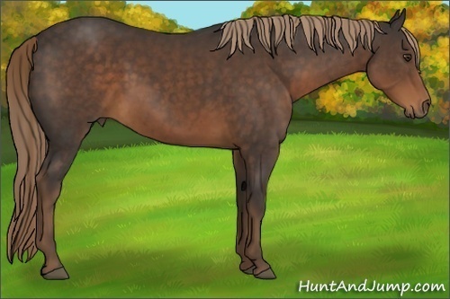 Horse Color:Liver Chestnut