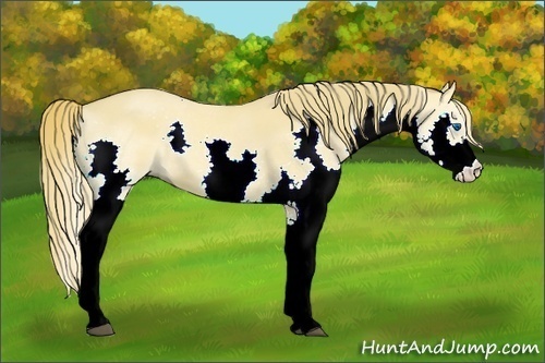 Horse Color:Red Dun Splash 