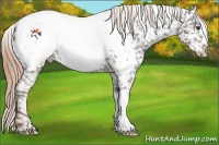Horse Color:Liver Chestnut Appaloosa 