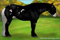 Horse Color:White Spotted Liver Red Dun Appaloosa 