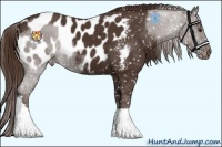 Horse Color:Liver Chestnut Appaloosa 