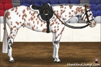 Horse Color:Bay Roan Appaloosa 