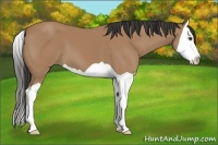 Horse Color:Buckskin Splash 