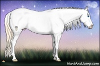 Horse Color:Buckskin Pearl Dun Splash Appaloosa 