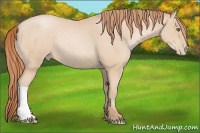 Horse Color:Buckskin Pearl Rabicano
