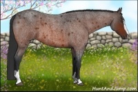 Horse Color:Bay Roan Sabino