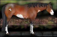 Horse Color:Bay Sabino 