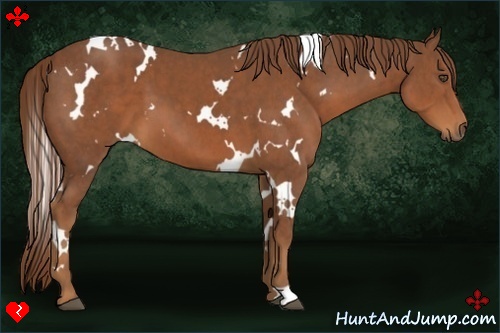 Horse Color:White Spotted Chestnut  Brindle