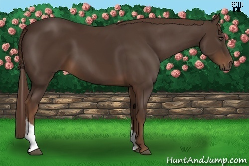 Horse Color:Liver Chestnut Tobiano