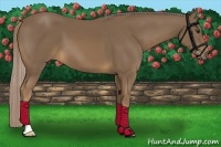 Horse Color:Chocolate Palomino 