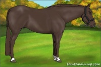 Horse Color:Liver Chestnut 