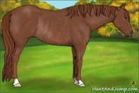 Horse Color:Chestnut Rabicano