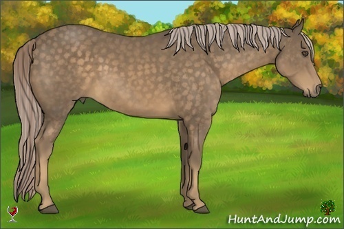 Horse Color:Chocolate Palomino 