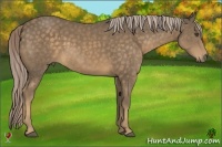 Horse Color:Chocolate Palomino 