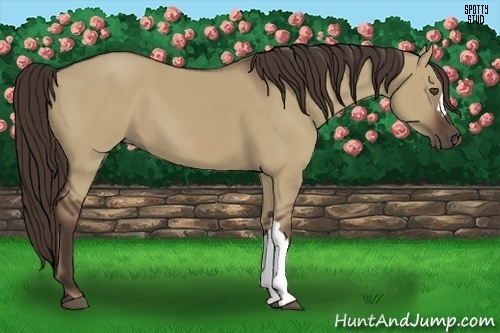 Horse Color:Liver Red Dun