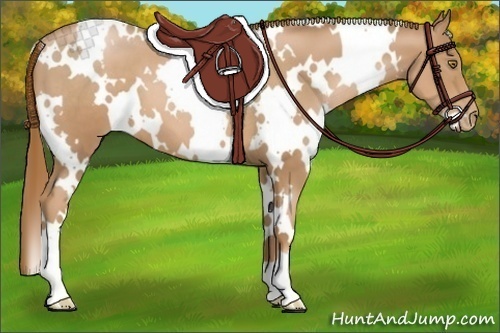 Horse Color:White Spotted Chestnut Pearl