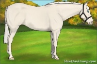 Horse Color:Cremello 