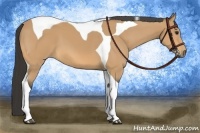 Horse Color:Buckskin Sabino Tobiano 