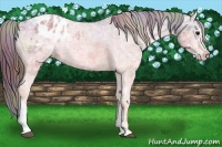 Horse Color:Nacre Bay Ice Appaloosa 