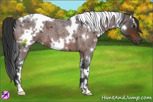 Horse Color:White Spotted Bay Roan 