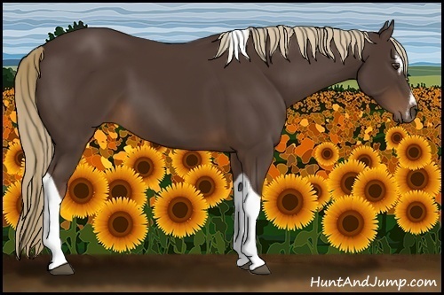 Horse Color:Liver Chestnut Sabino Tobiano 