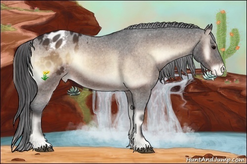 Horse Color:Bay Onyx Appaloosa 