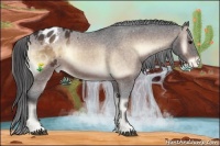 Horse Color:Bay Onyx Appaloosa 