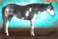 Horse Color:Black Splash