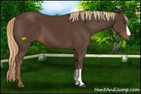 Horse Color:Liver Chestnut 