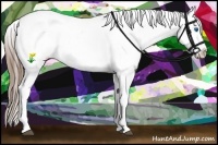 Horse Color:White Spotted Black Splash Appaloosa