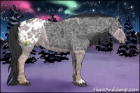 Horse Color:Black Ice Appaloosa 