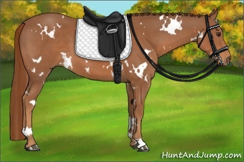 Horse Color:White Spotted Chestnut 