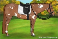 Horse Color:White Spotted Chestnut