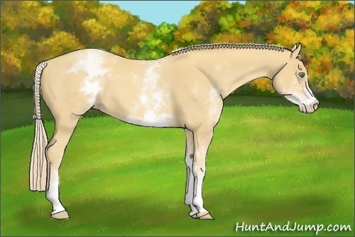 Horse Color:White Spotted Gold Cream Champagne