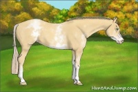 Horse Color:White Spotted Gold Cream Champagne 