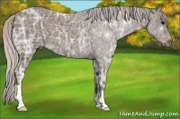 Horse Color:Silver Black Ice