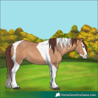 Horse Color:Chocolate Brown Dun Splash Tobiano