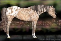 Horse Color:Amber Champagne Appaloosa 